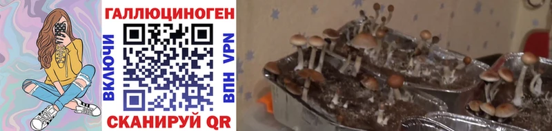 купить Брянск Галлюциногенные грибы Magic Shrooms